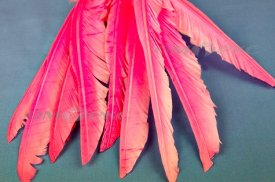 Декоративный Пучок из перьев, перо 25см/розовый - купить в Старом Осколе. Цена: 14.40 руб.