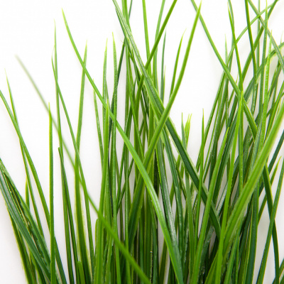 Трава искусственная -4, шт  (осока 50 см/8 см  7 листов)				 - купить в Старом Осколе. Цена: 130.73 руб.